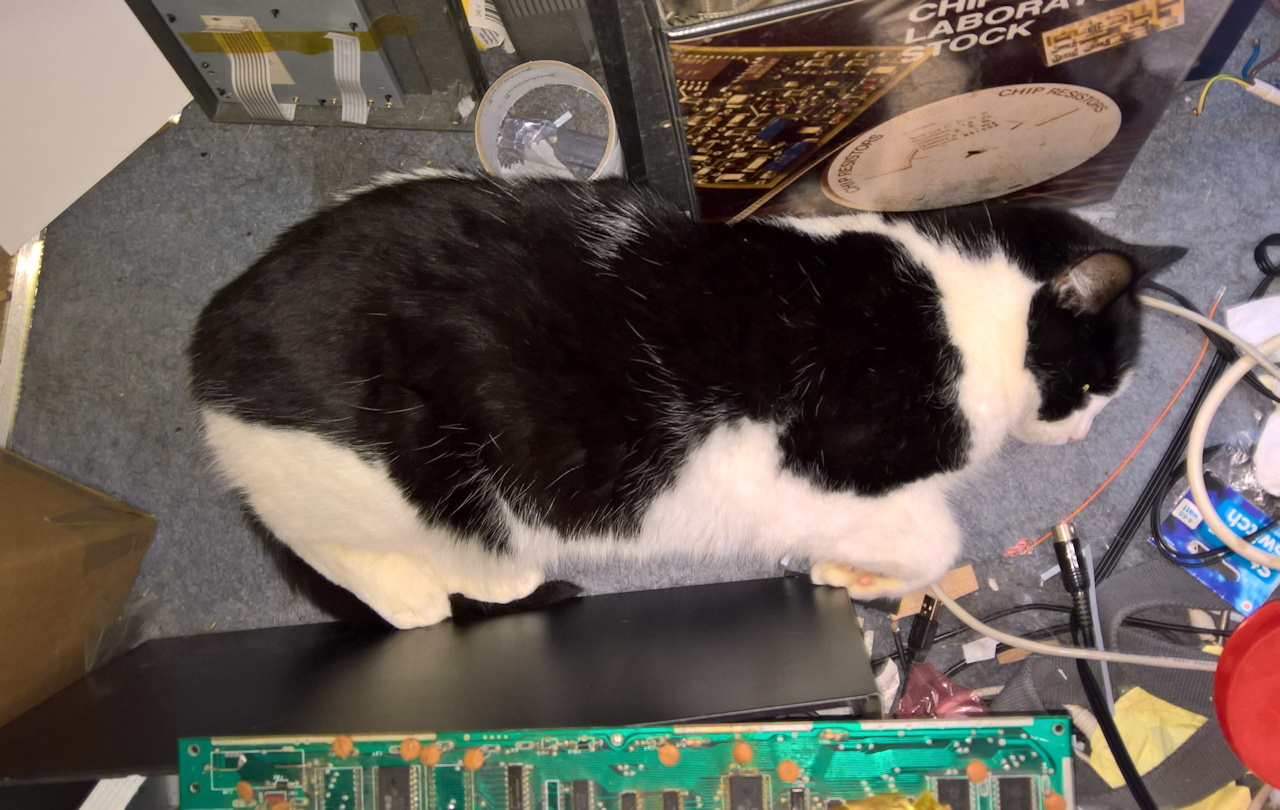 Nice to find a pic of my old cat 'helping' (not helping) in my workshop/office. A bruiser of a rescue moggy that unfortunately didn't get much older. RIP Spartapus :(